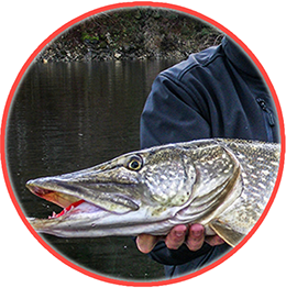 stage-peche-carnassiers-canatl-puy-de-dome
